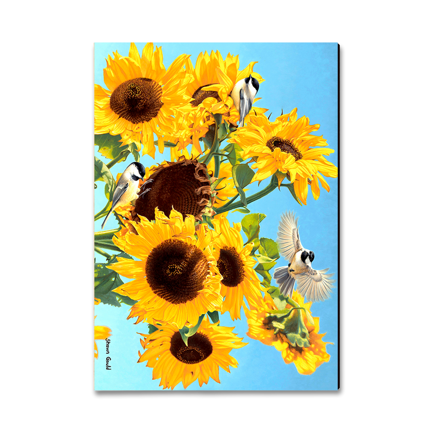 Greeting Card: Classic Edge - Gould's Sun Chicks