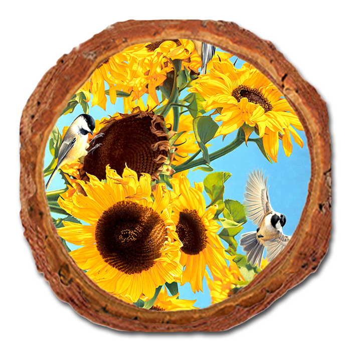 Coaster: Live Edge - Gould's Sun Chicks