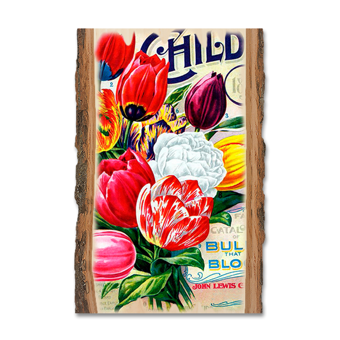Magnet: Live Edge - Child's Bulbs