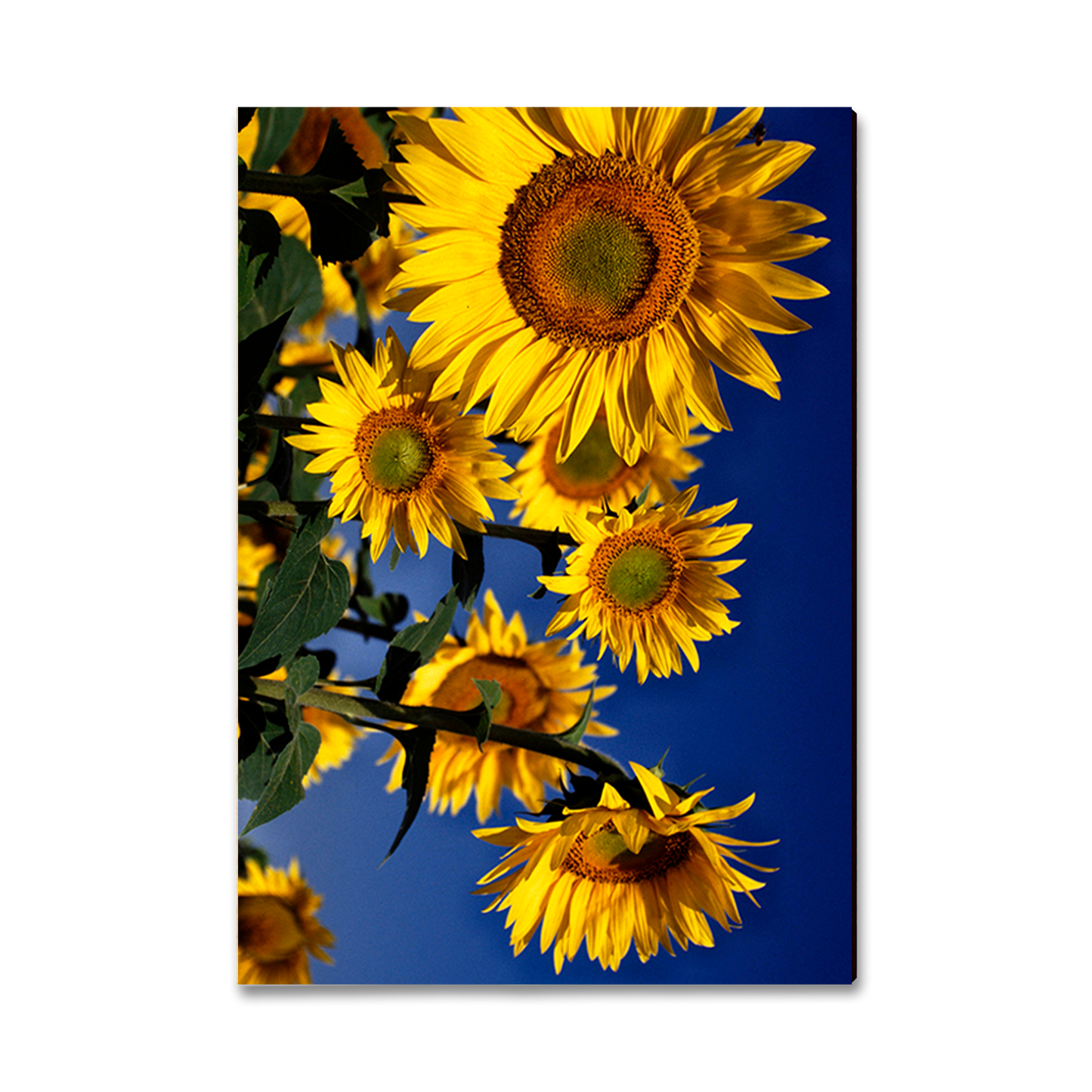 Greeting Card: Classic Edge - Sunny Bunch