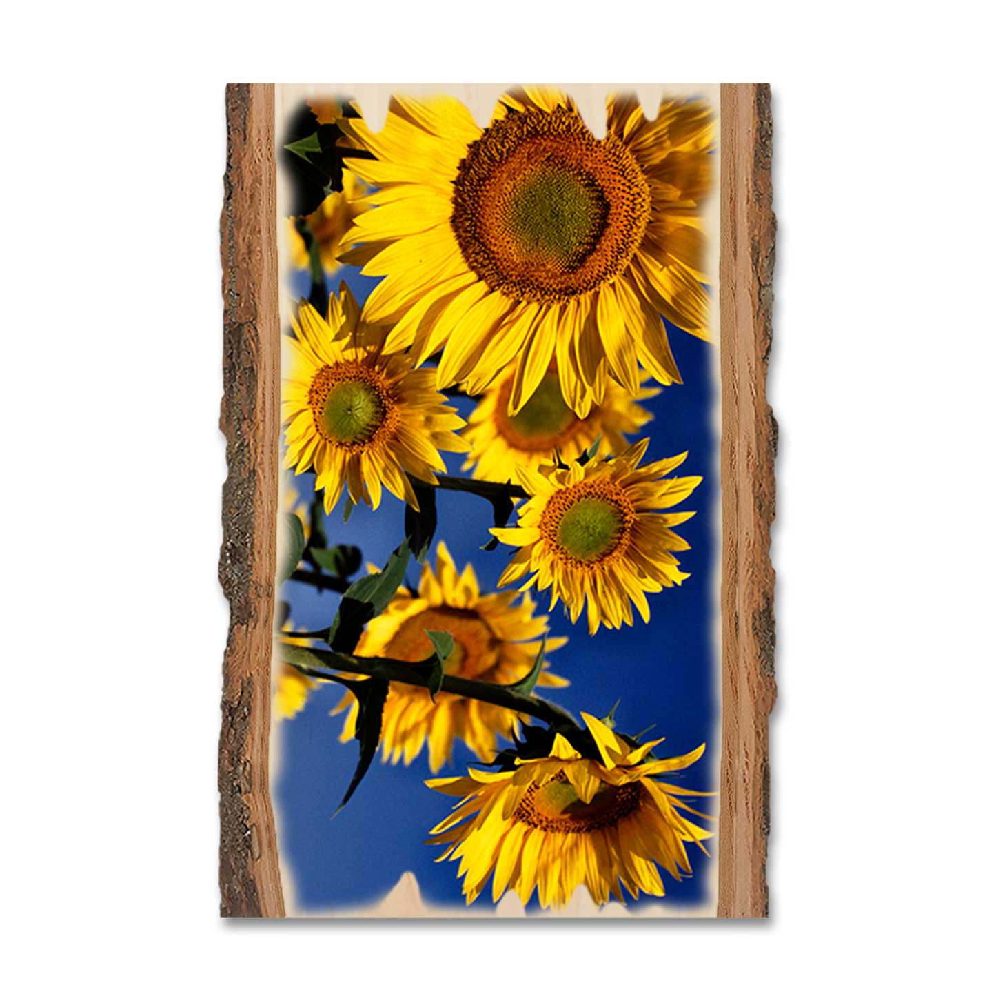 Postcard: Live Edge - Sunny Bunch