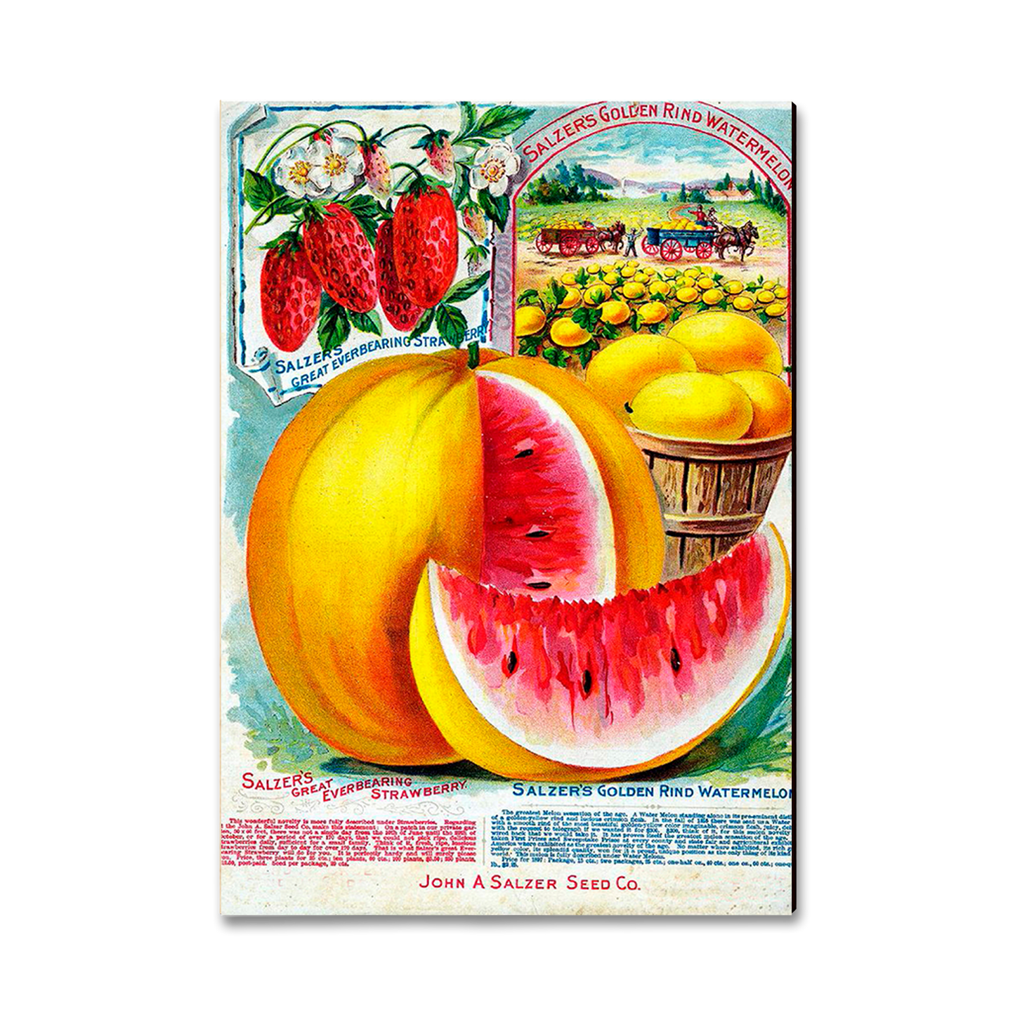 Greeting Card: Classic Edge - Salzer Mellons
