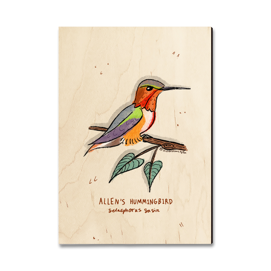 Greeting Card: Classic Edge - Allen's Hummingbird