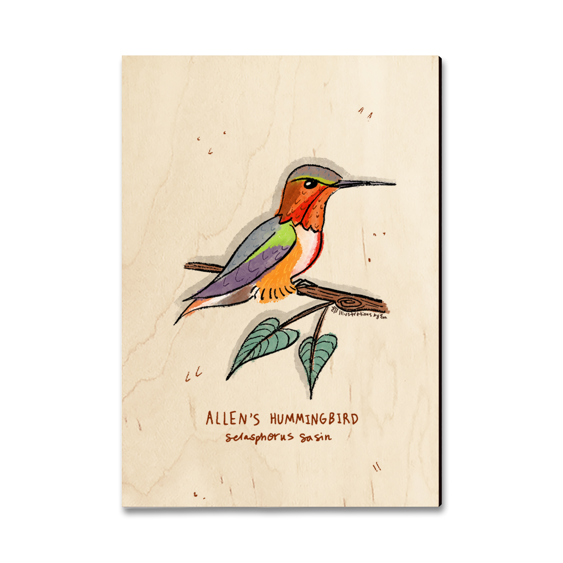 Postcard: Classic Edge - Allen's Hummingbird