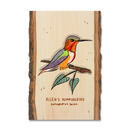 Magnet: Live Edge - Allen's Hummingbird