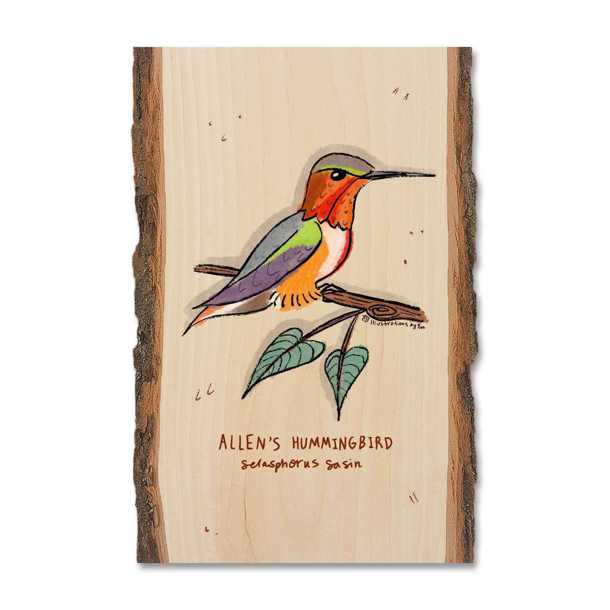 Allen's Hummingbird - Live Edge
