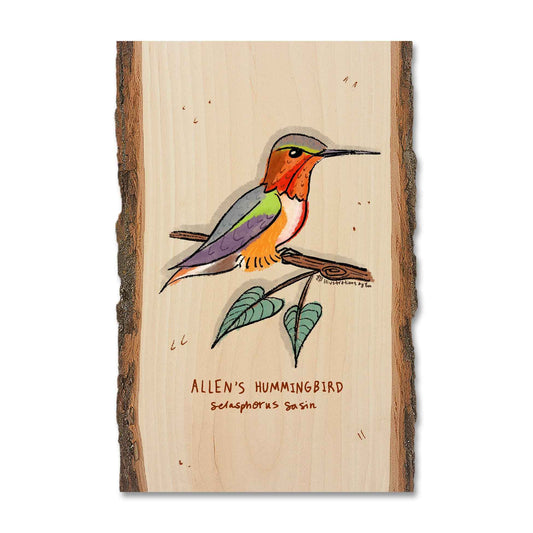 Allen's Hummingbird - Live Edge