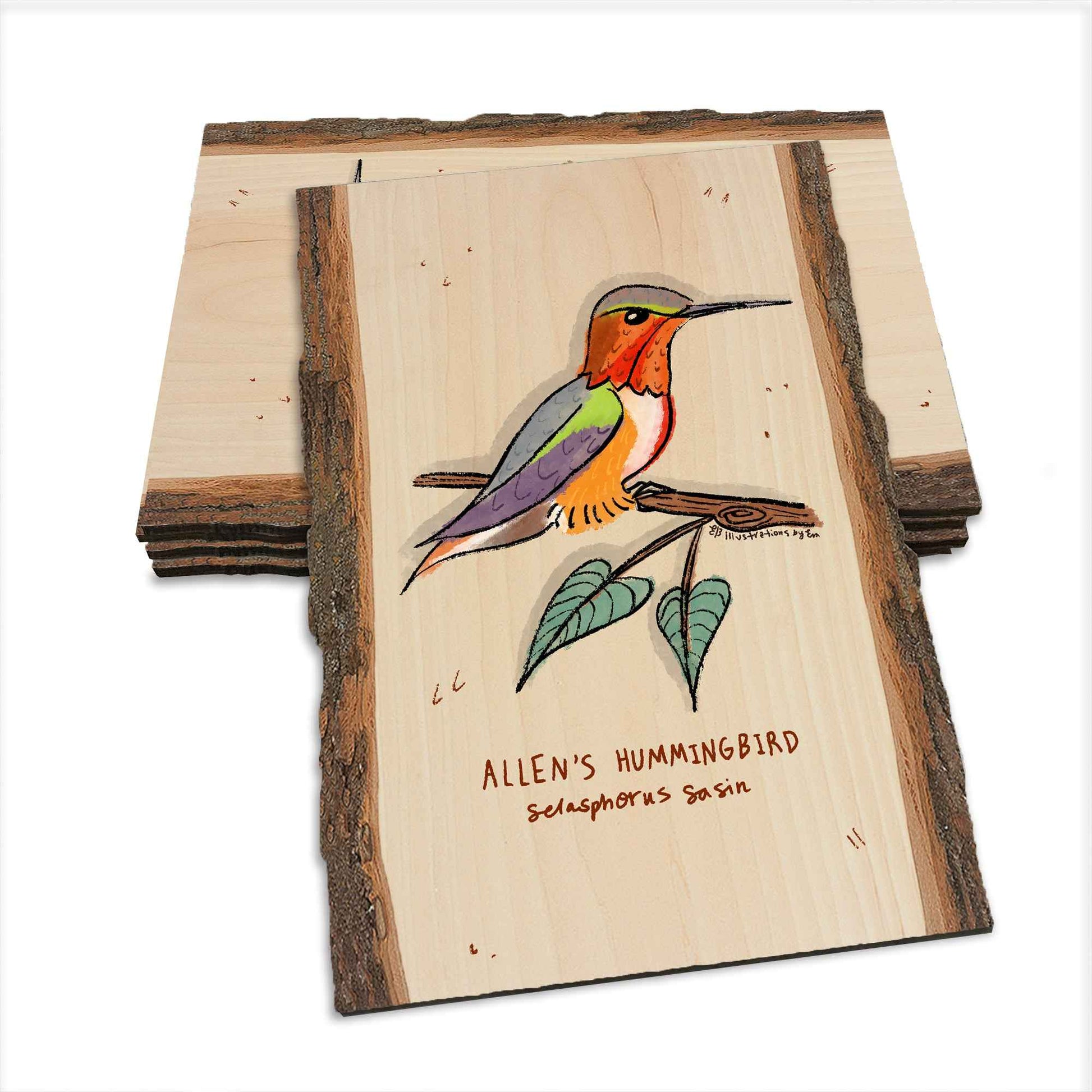 Allen's Hummingbird - Live Edge