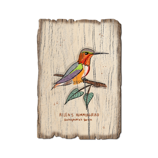Greeting Card: Weathered Edge - Allen's Hummingbird (Pack of 5)