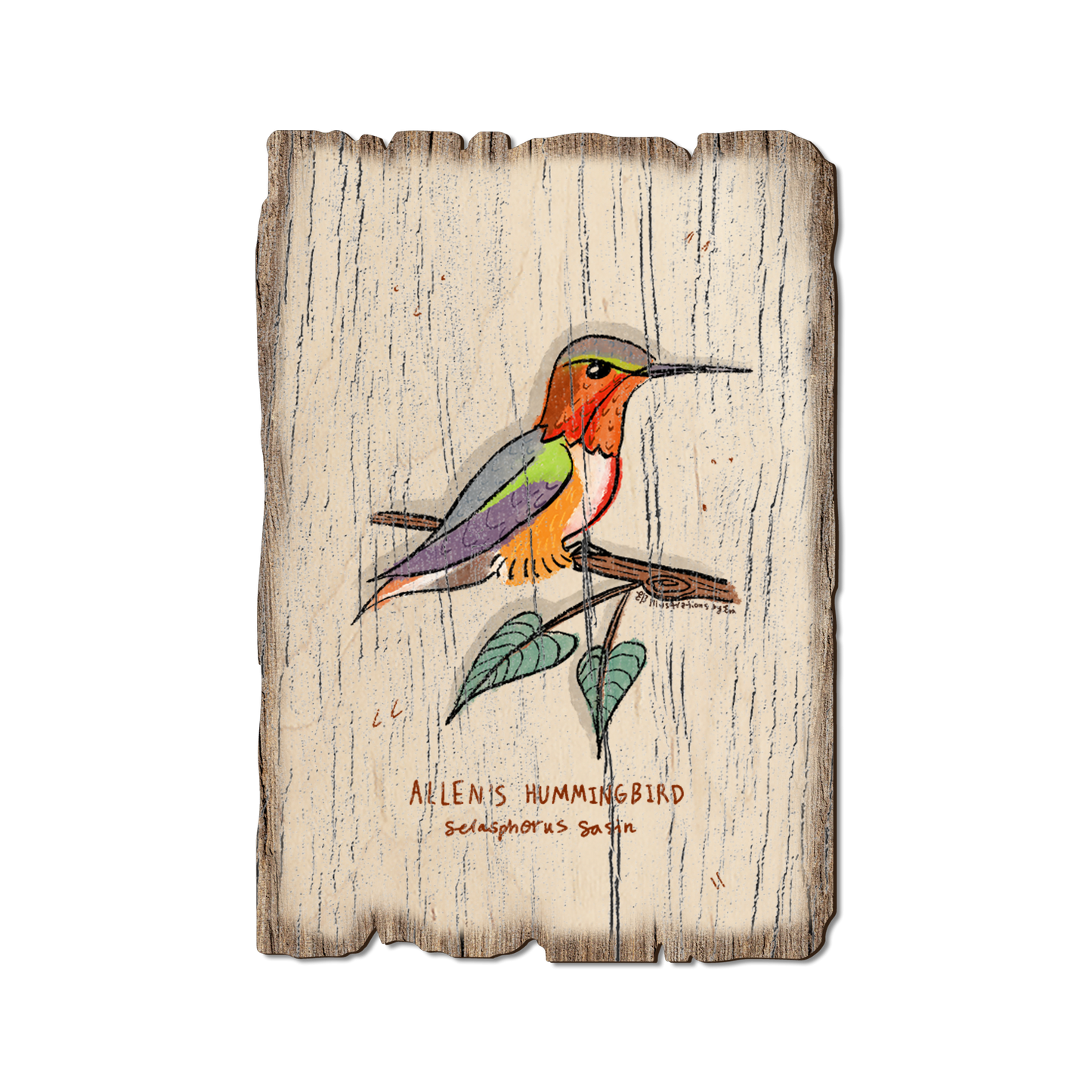 Ornament: Weathered Edge - Allen's Hummingbird (Pack of 5)