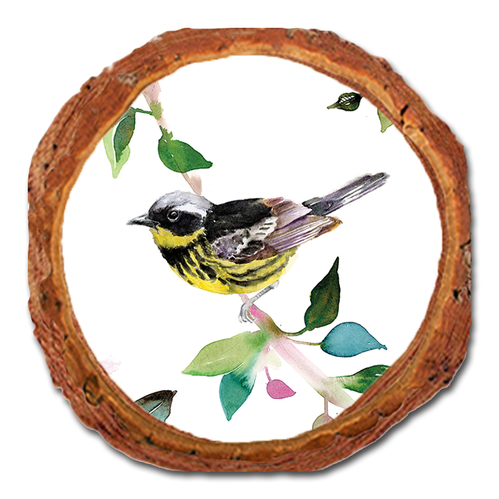 Coaster: Live Edge - Henning's Magnolia Warbler (Pack of 5)