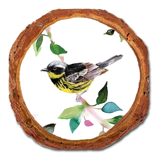Coaster: Live Edge - Henning's Magnolia Warbler (Pack of 5)