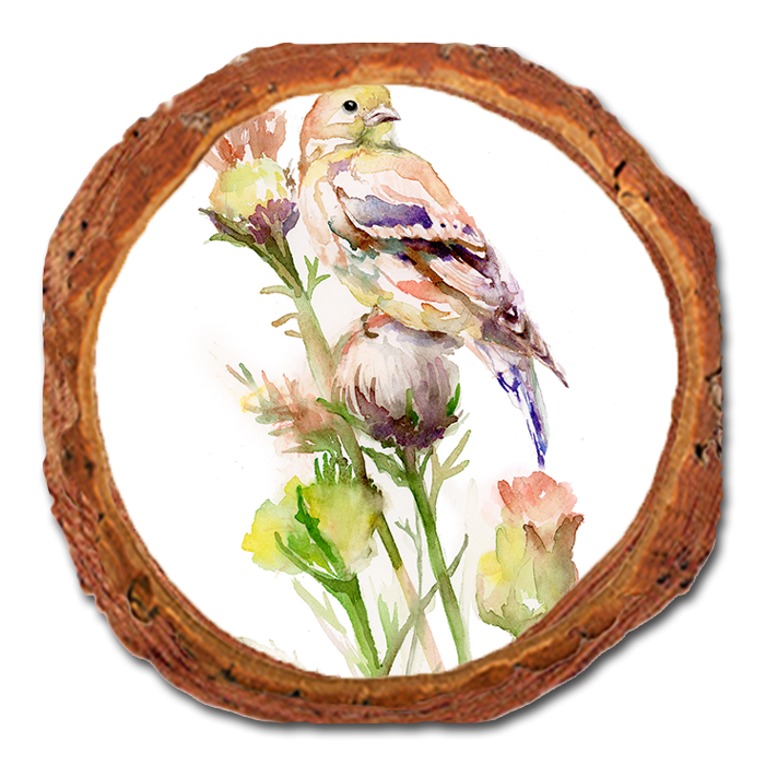 Coaster: Live Edge - Henning's Thistle Gold (Pack of 5)