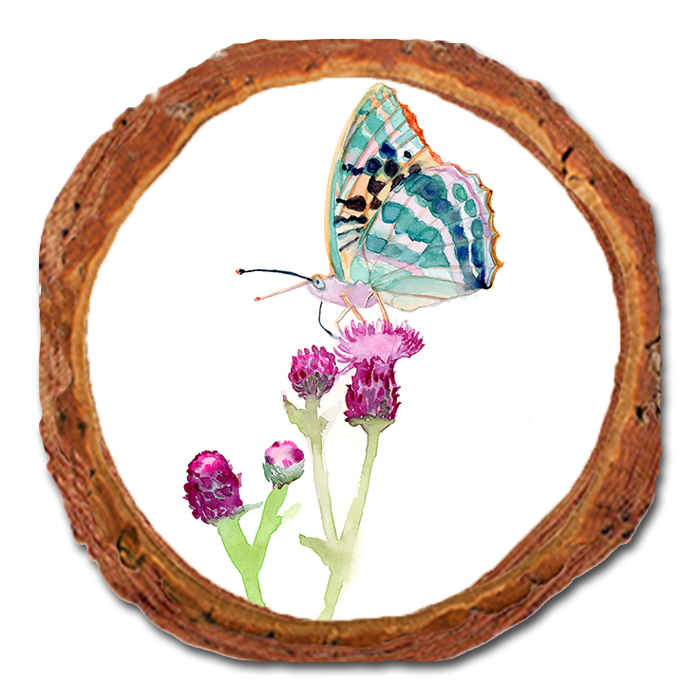 Coaster: Live Edge - Henning's Thistle Moth (Pack of 5)