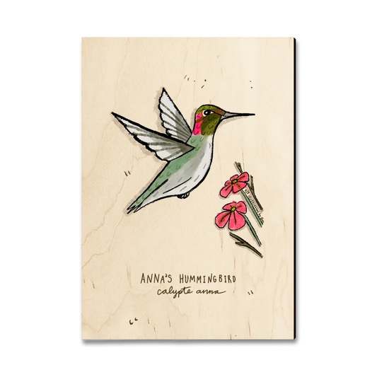Magnet: Classic Edge - Anna's Hummingbird