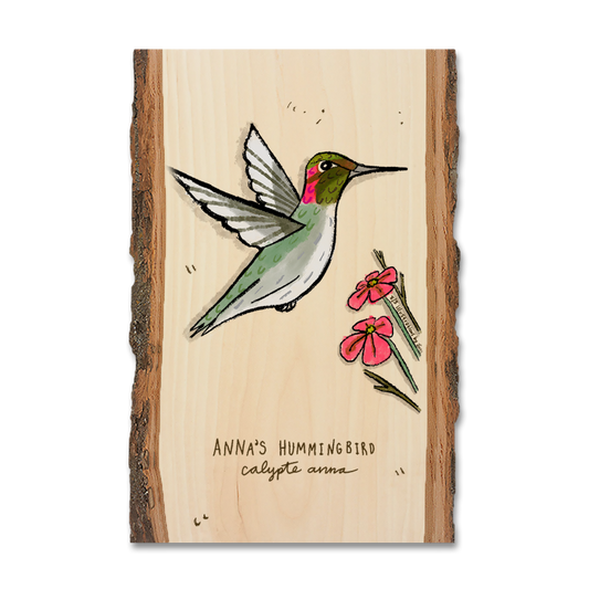 Greeting Card: Live Edge - Anna's Hummingbird