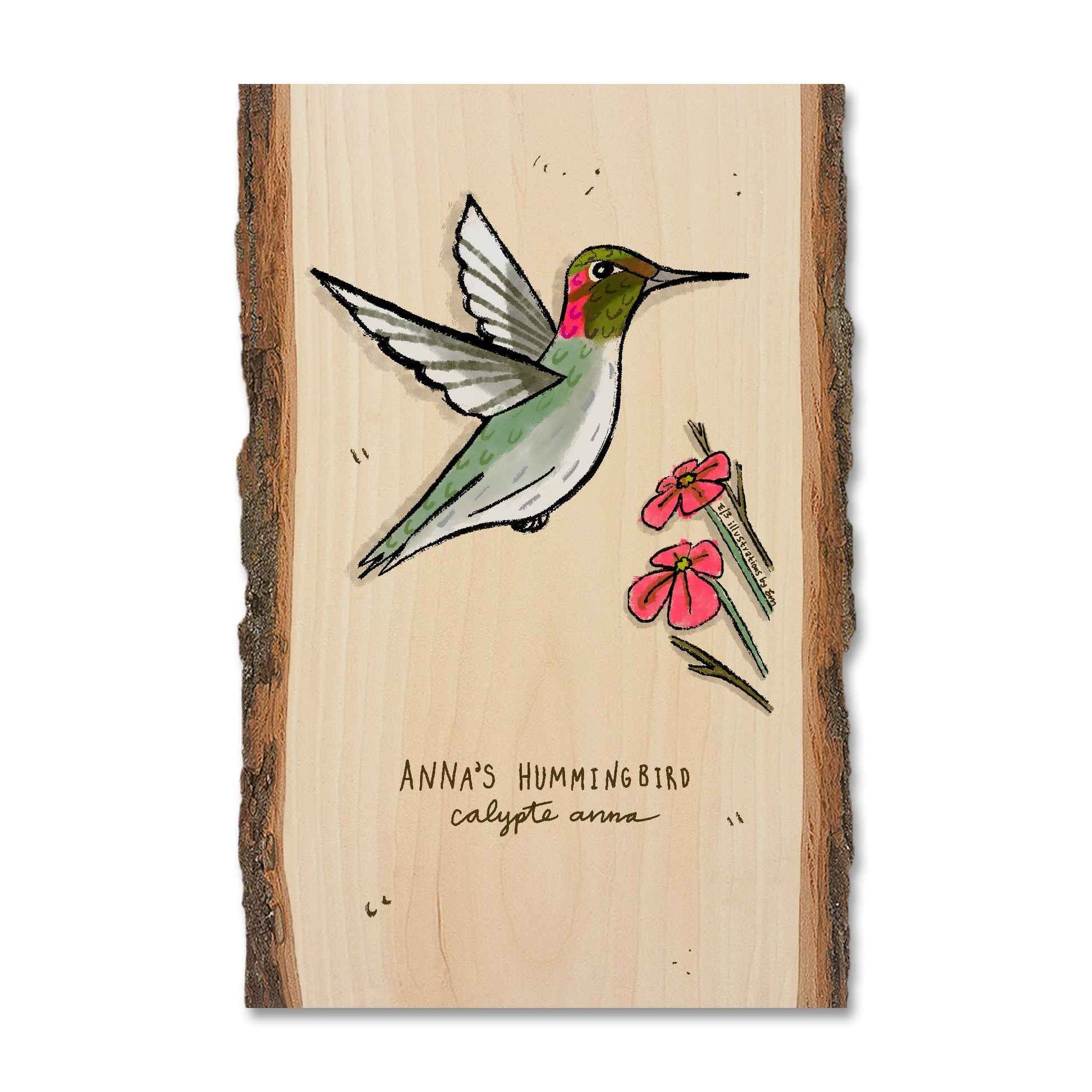 Anna's Hummingbird - Live Edge