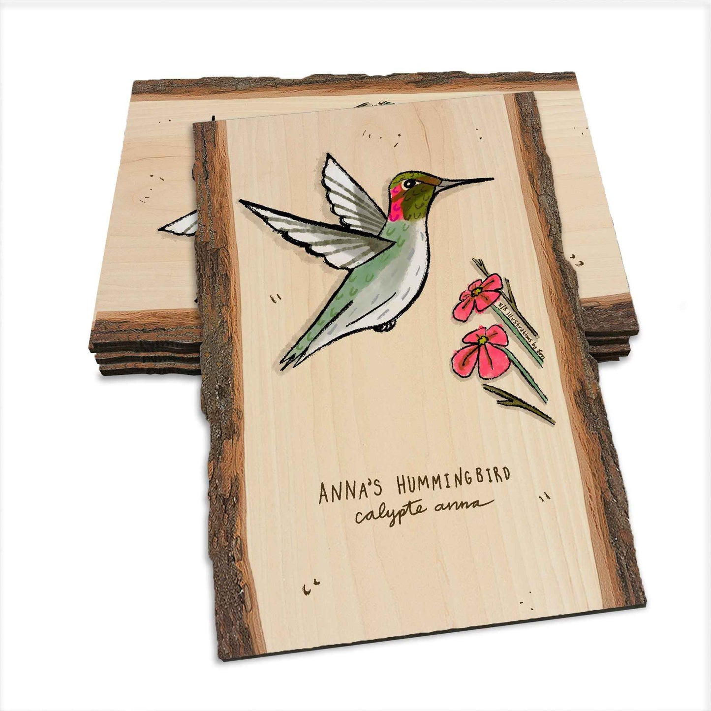 Anna's Hummingbird - Live Edge