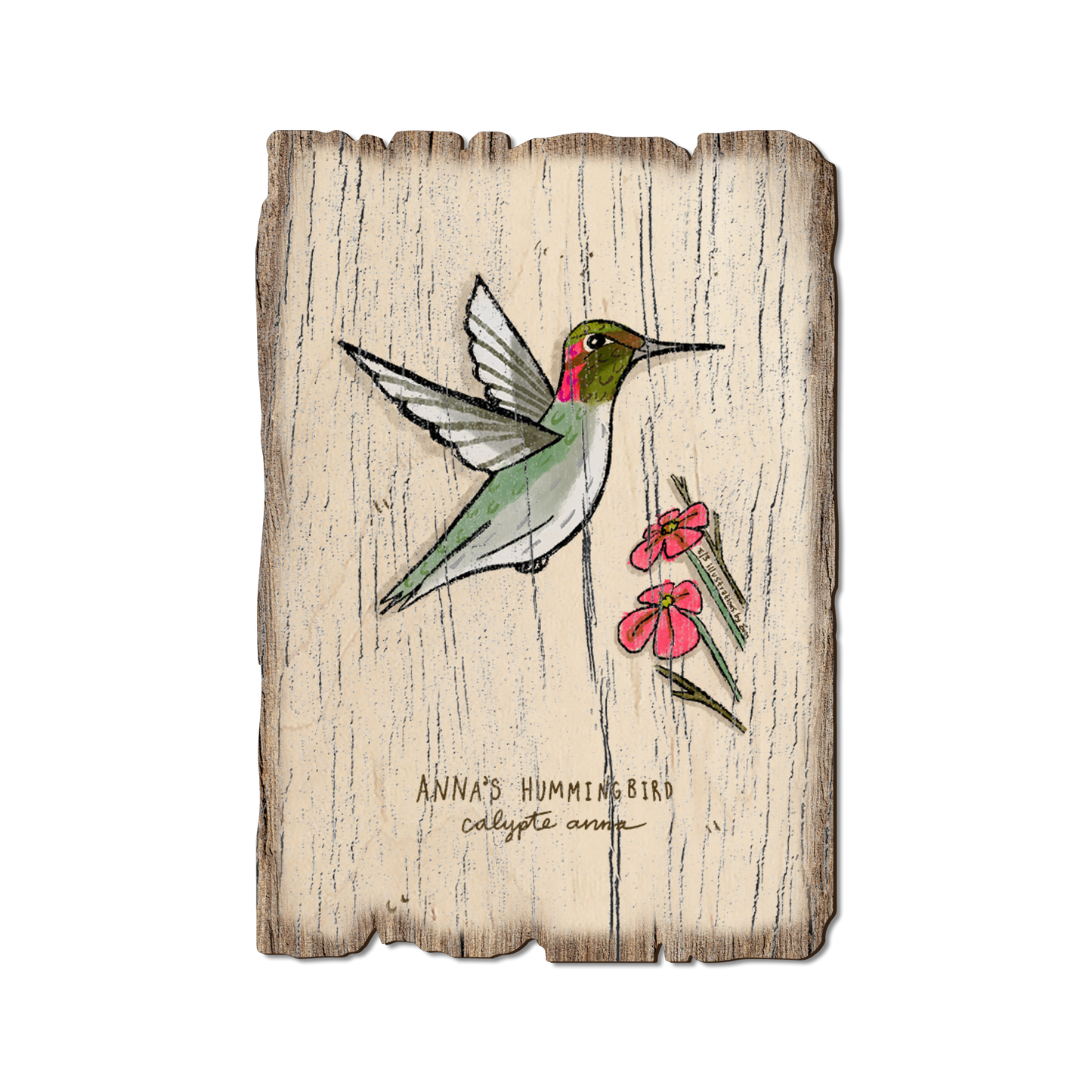 Ornament: Weathered Edge - Anna's Hummingbird (Pack of 5)
