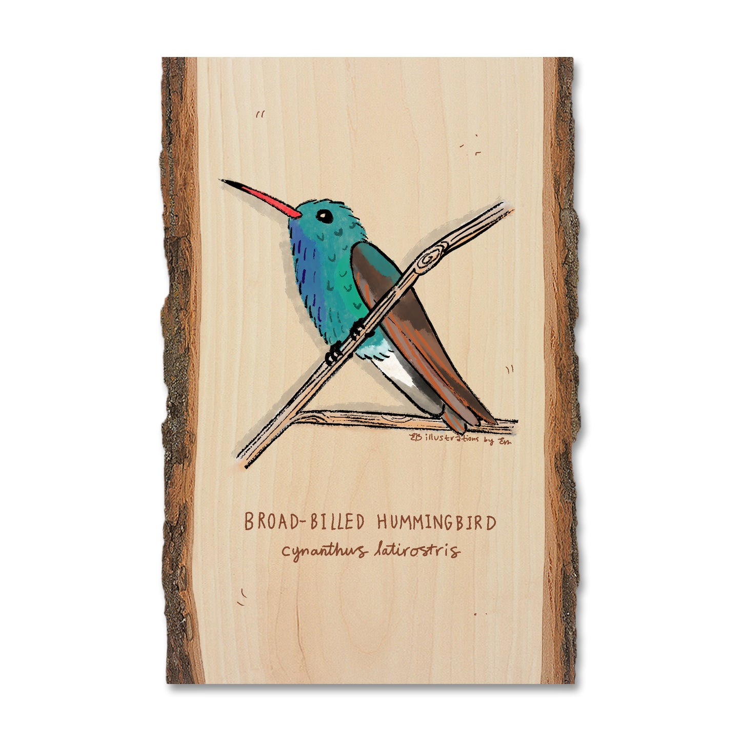 Broad-Billed Hummingbird - Live Edge Live Edge Postcard (5pk // $2.80ea)