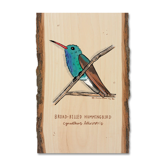 Broad-Billed Hummingbird - Live Edge Live Edge Postcard (5pk // $2.80ea)