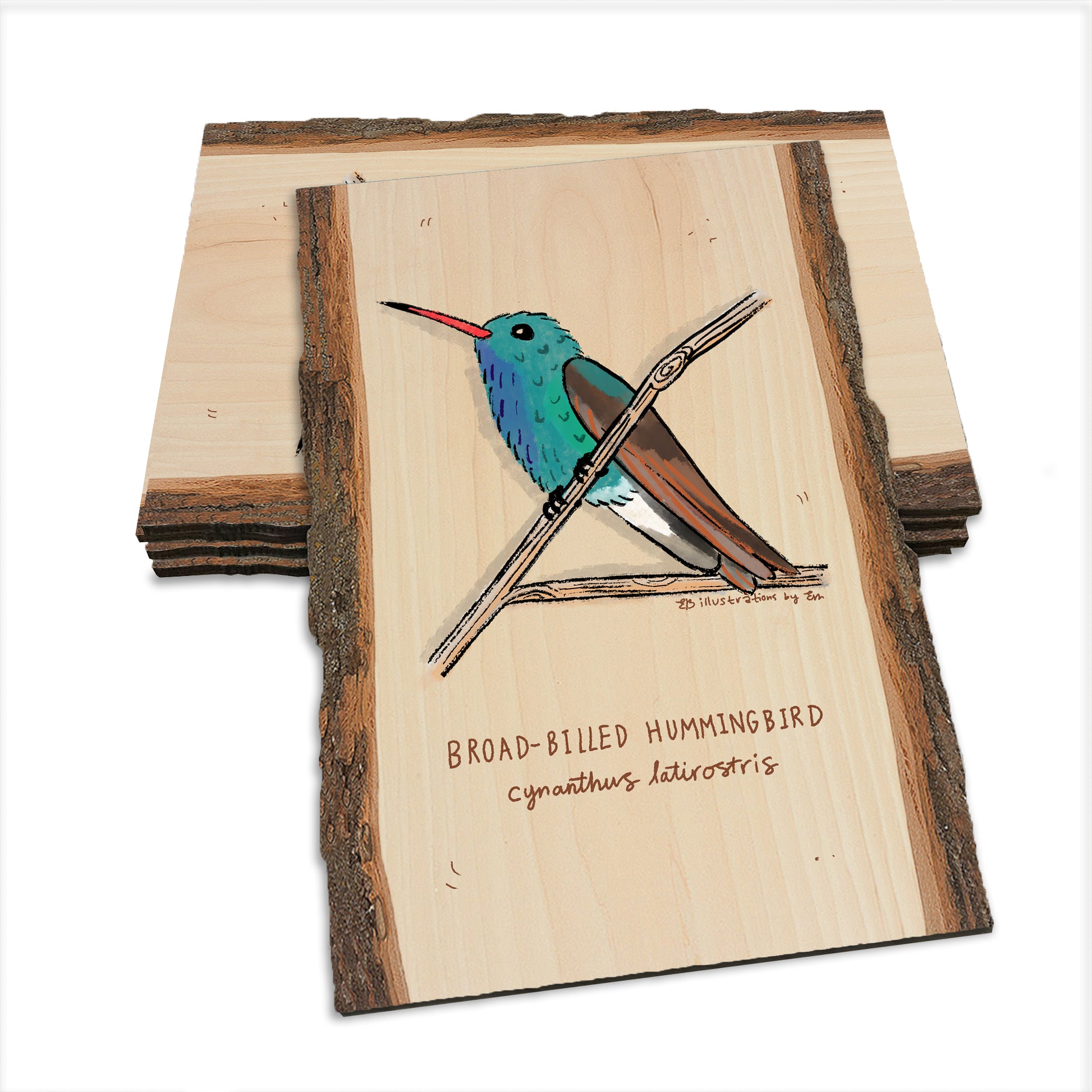 Broad-Billed Hummingbird - Live Edge Live Edge Postcard (5pk // $2.80ea)