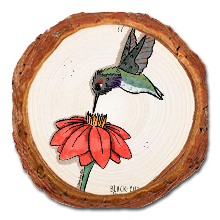 Coaster: Live Edge - Black (Pack of 5)