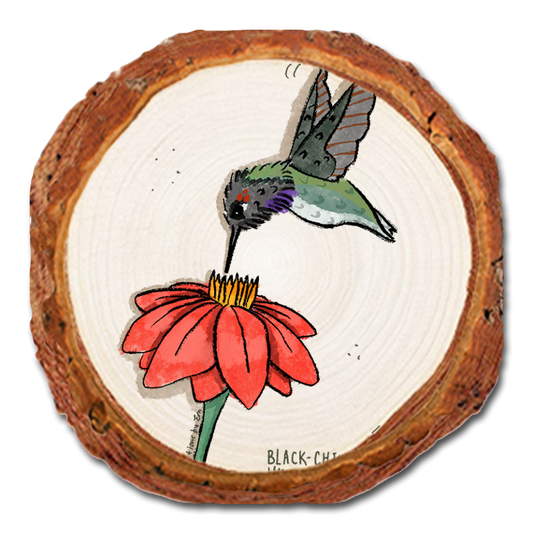 Coaster: Live Edge - Black (Pack of 5)