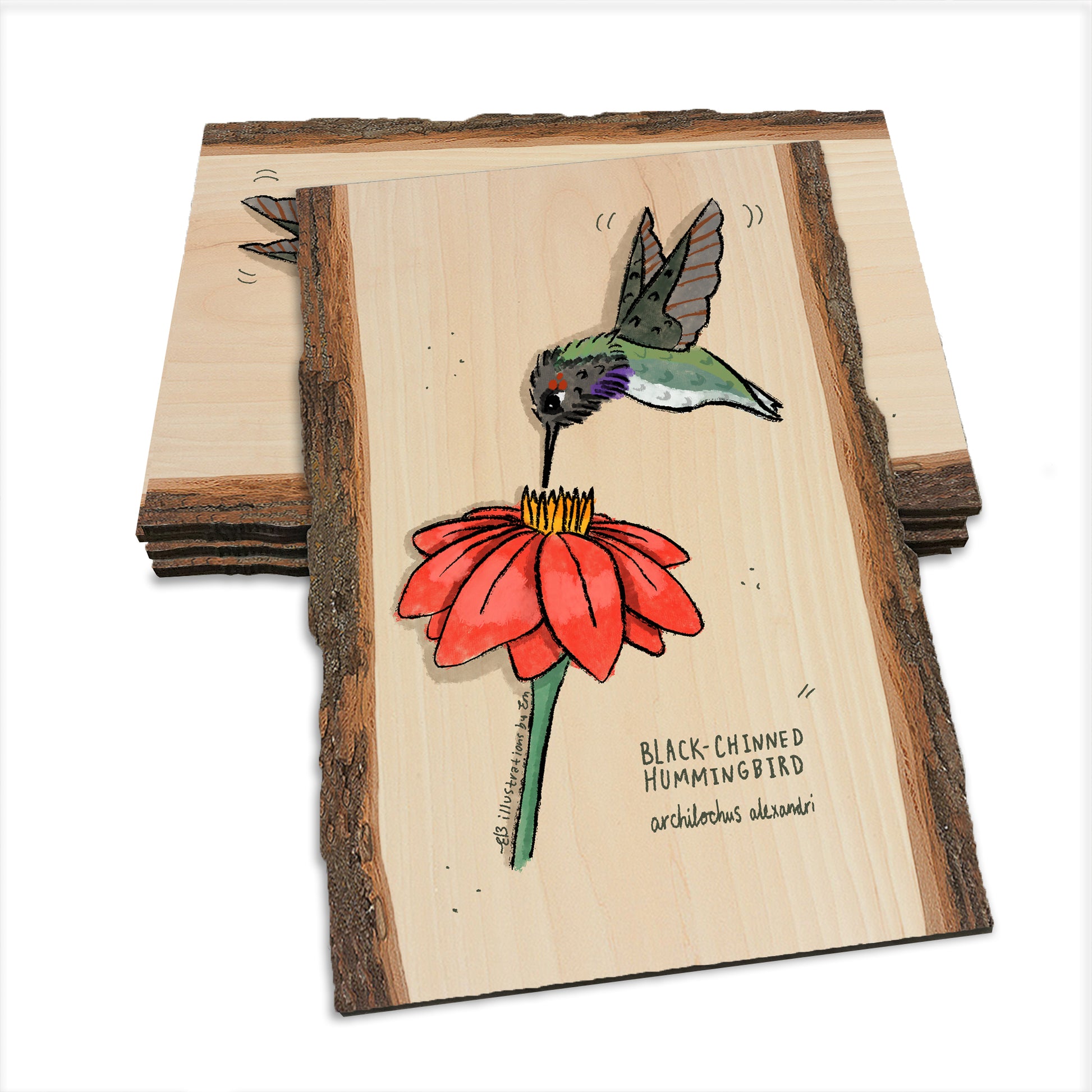 Black-Chinned Hummingbird - Live Edge Live Edge Postcard (5pk // $2.80ea)