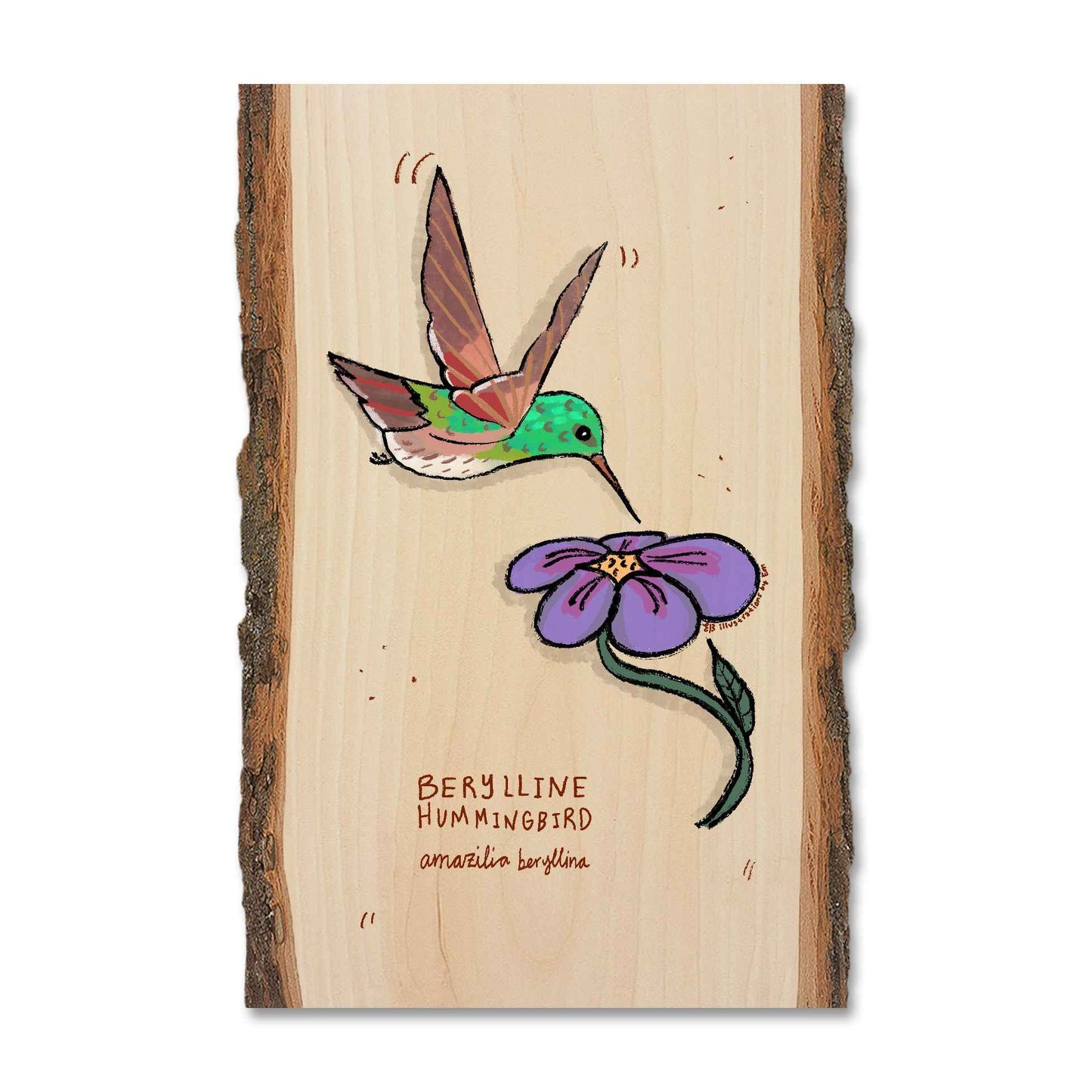 Berylline Hummingbird - Live Edge