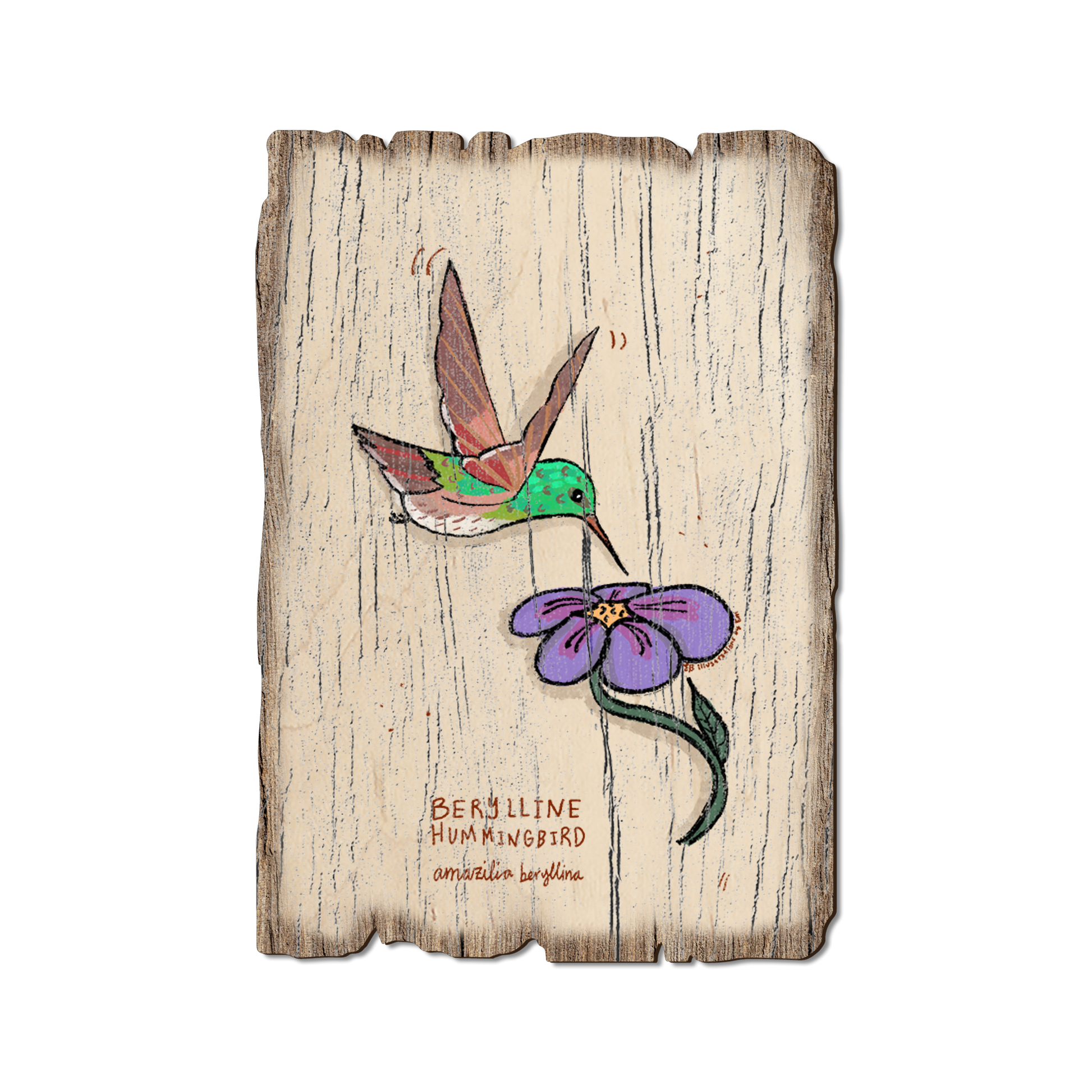 Postcard: Weathered Edge - Berylline Hummingbird (Pack of 5)
