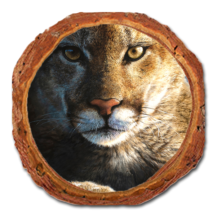 Coaster: Live Edge - Marris' Cold Reception (Pack of 5)