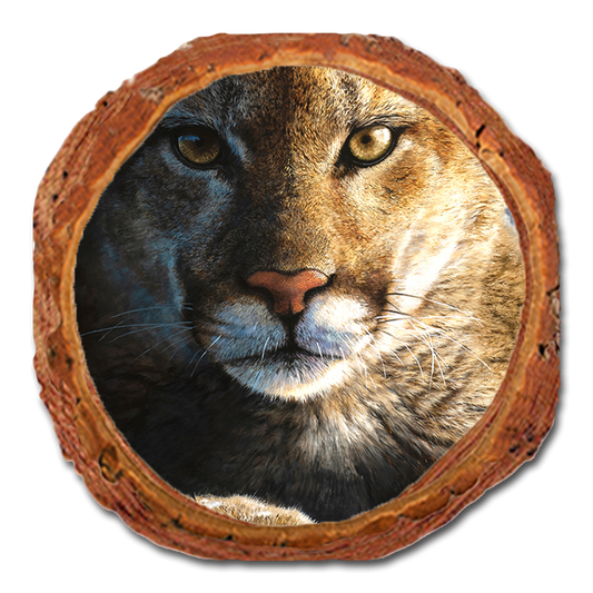 Coaster: Live Edge - Marris' Cold Reception (Pack of 5)