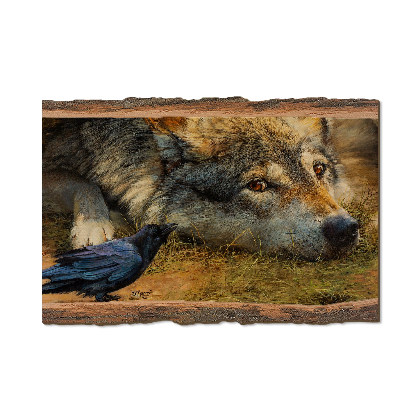 Marris' Evening News - Live Edge Live Edge Postcard (5pk // $2.80ea)