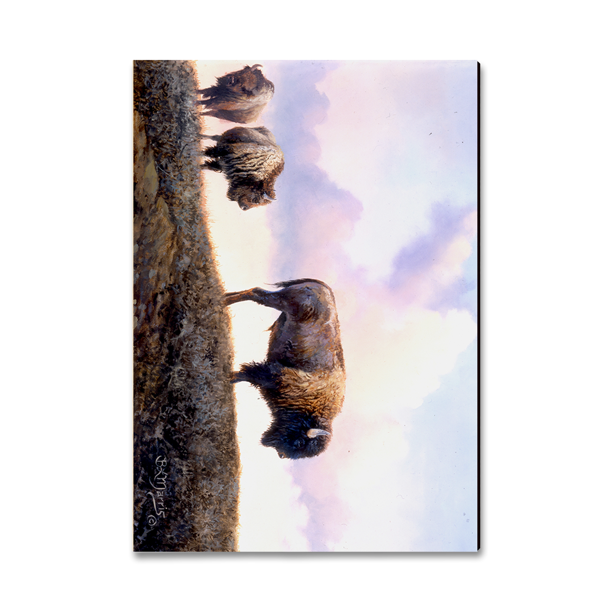Postcard: Classic Edge - Marris' Three Bison