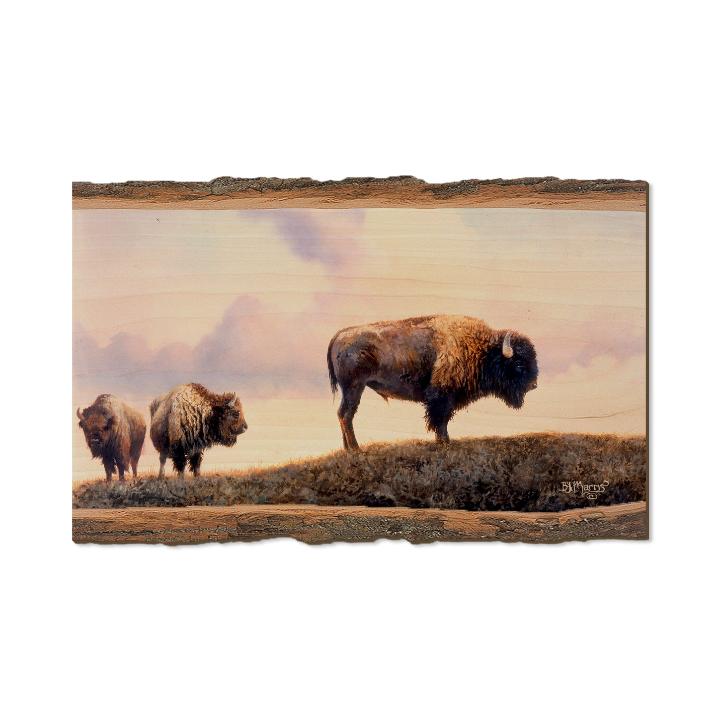 Marris' Three Bison - Live Edge Live Edge Magnet (5pk // $2.80ea)