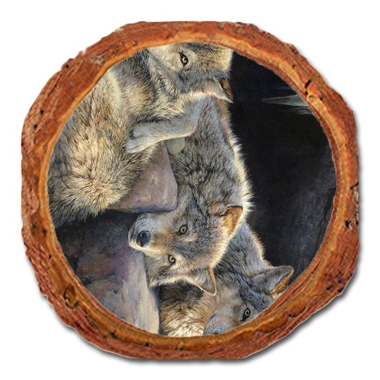 Coaster: Live Edge - Marris' Touch of Dusk (Pack of 5)