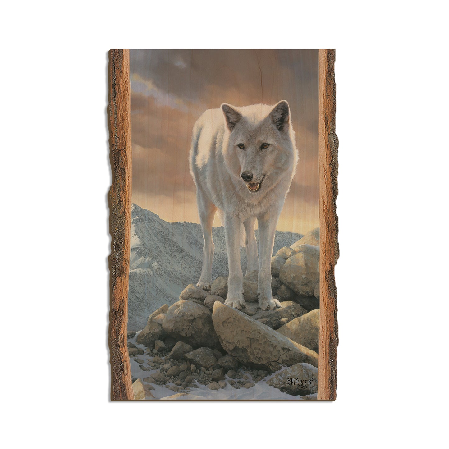 Marris' White Wolf - Live Edge Live Edge Magnet (5pk // $2.80ea)