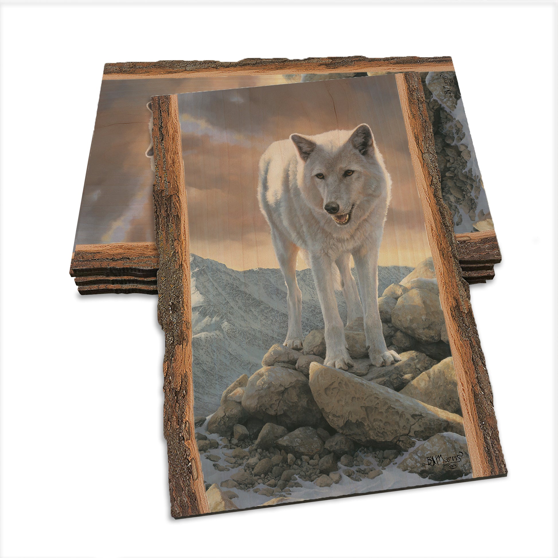 Marris' White Wolf - Live Edge Live Edge Postcard (5pk // $2.80ea)