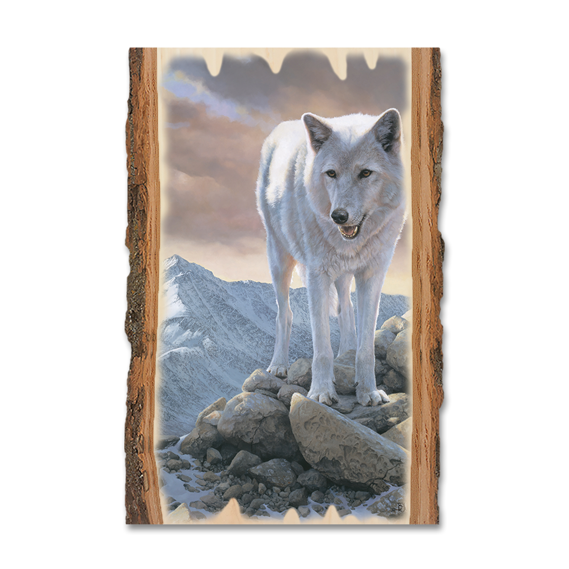 Postcard: Live Edge - Marris' White Wolf