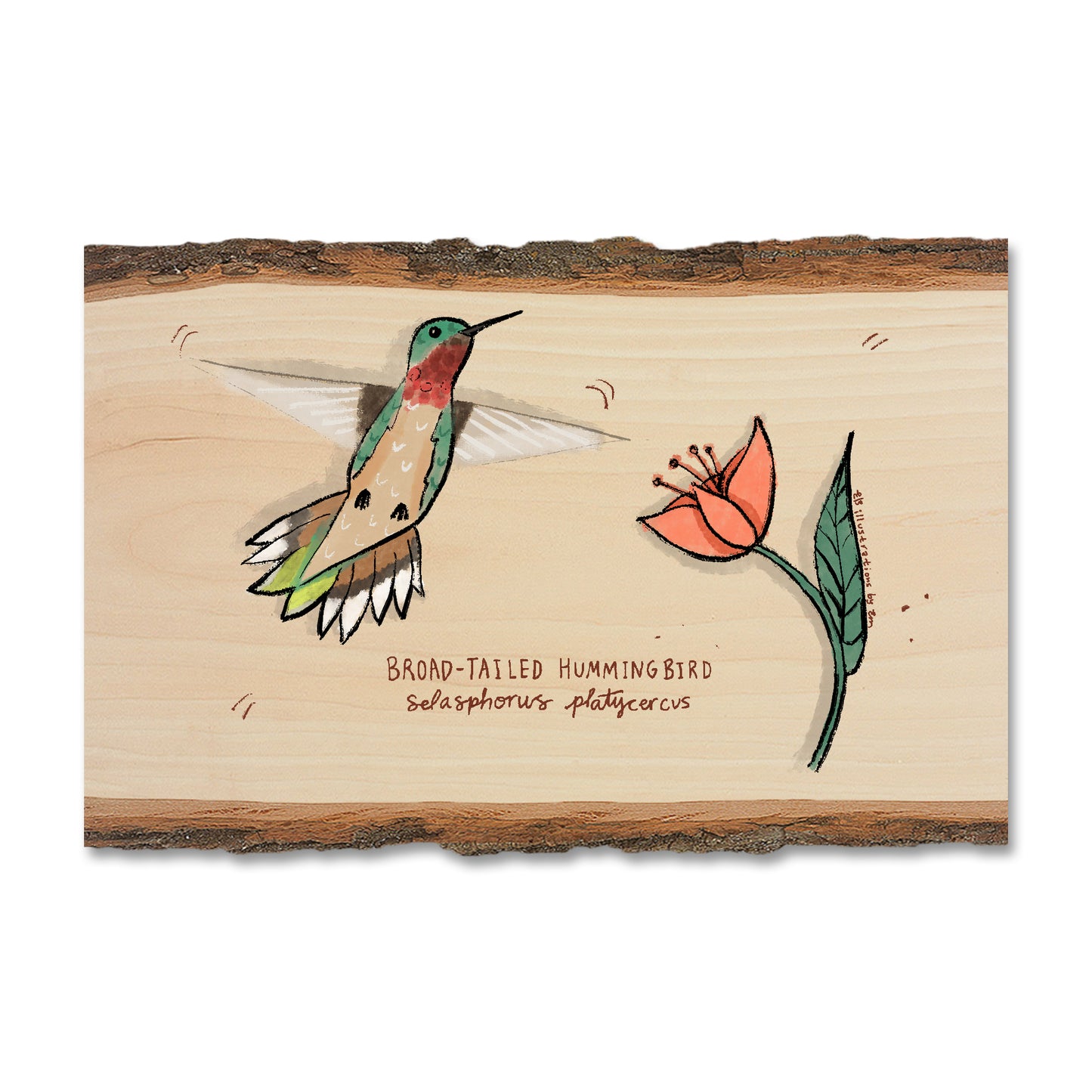 Broad-Tailed Hummingbird - Live Edge