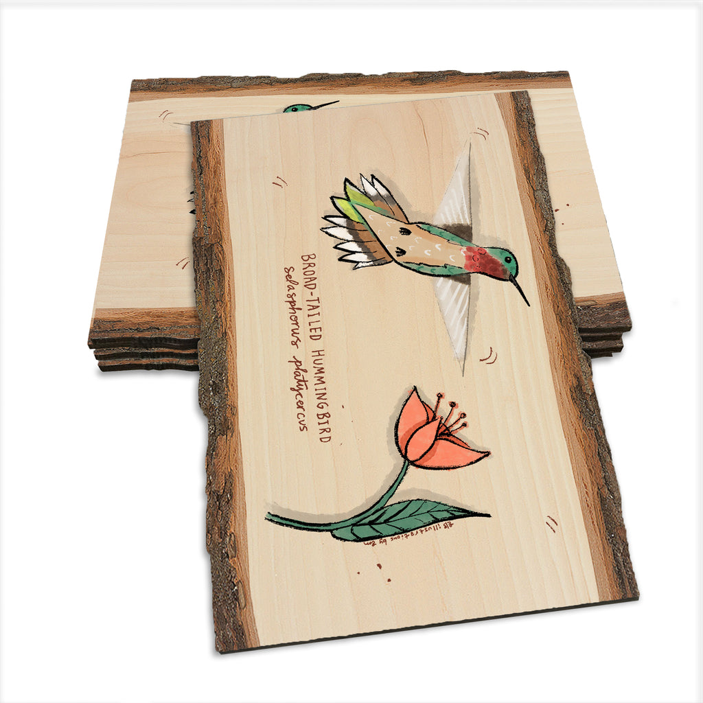 Broad-Tailed Hummingbird - Live Edge Live Edge Postcard (5pk // $2.80ea)