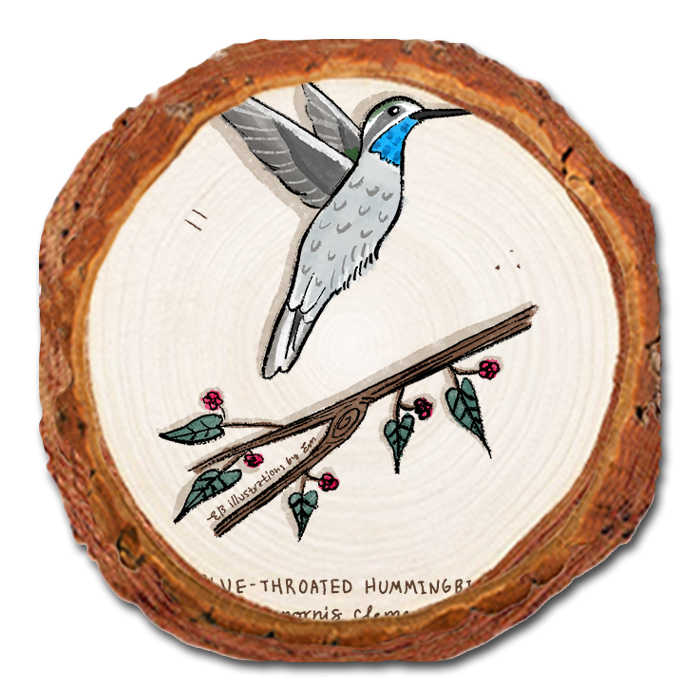 Coaster: Live Edge - Blue (Pack of 5)