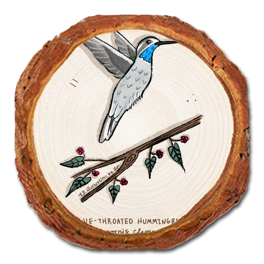 Coaster: Live Edge - Blue (Pack of 5)