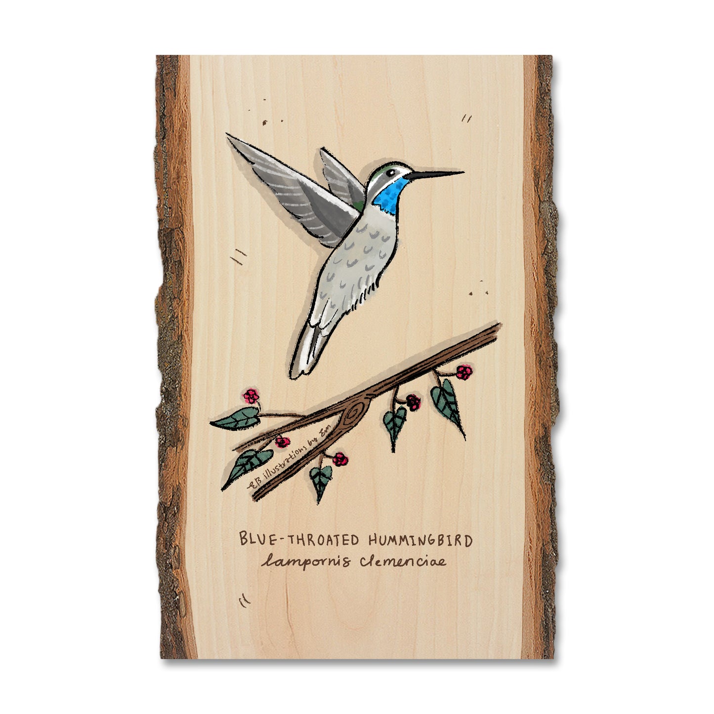 Blue-Throated Hummingbird - Live Edge
