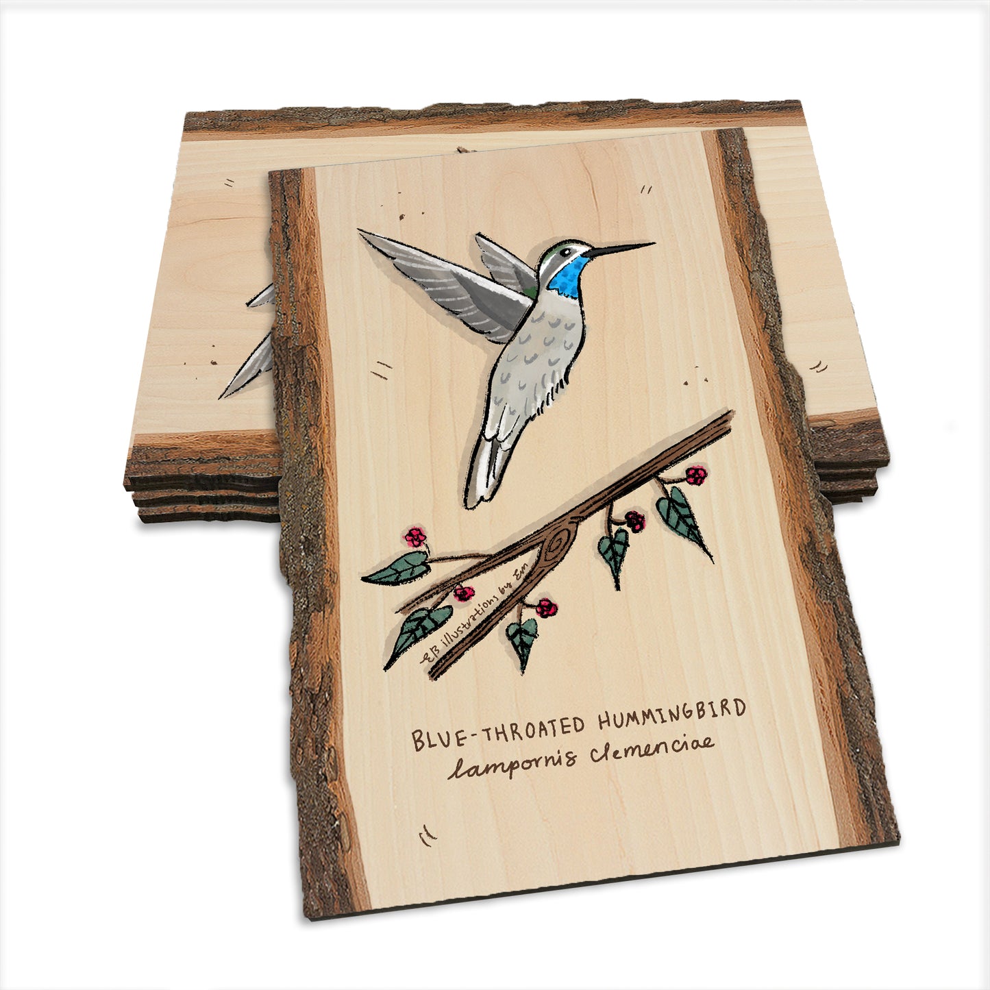 Blue-Throated Hummingbird - Live Edge Live Edge Postcard (5pk // $2.80ea)