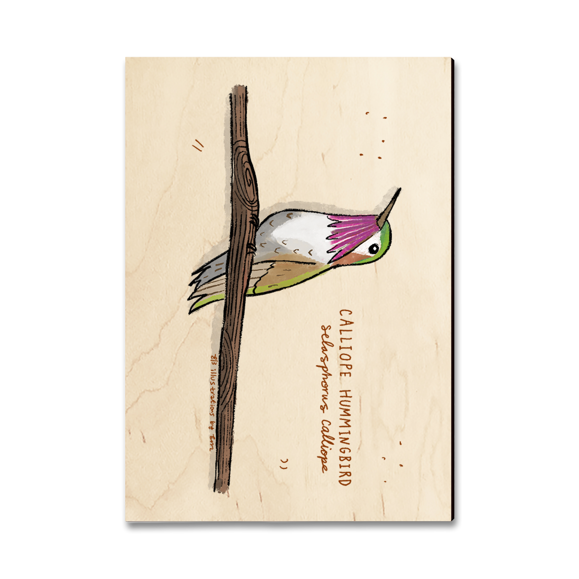 Greeting Card: Classic Edge - Calliope Hummingbird