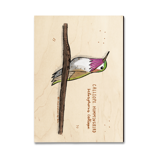 Magnet: Classic Edge - Calliope Hummingbird