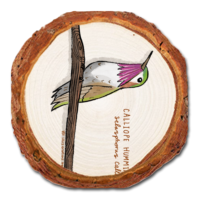 Coaster: Live Edge - Calliope Hummingbird (Pack of 5)