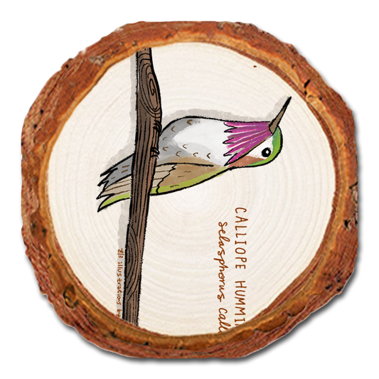 Coaster: Live Edge - Calliope Hummingbird (Pack of 5)